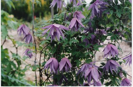 Clematis